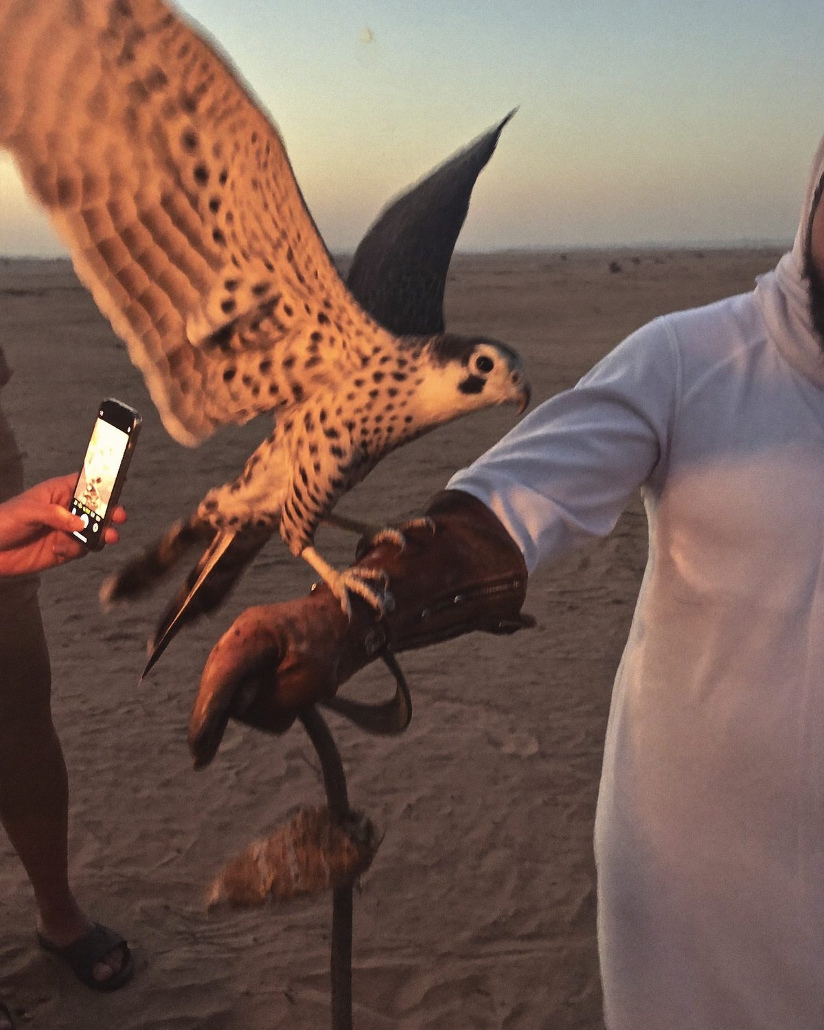 Falconer talking with guests at an Emirati heritage evening